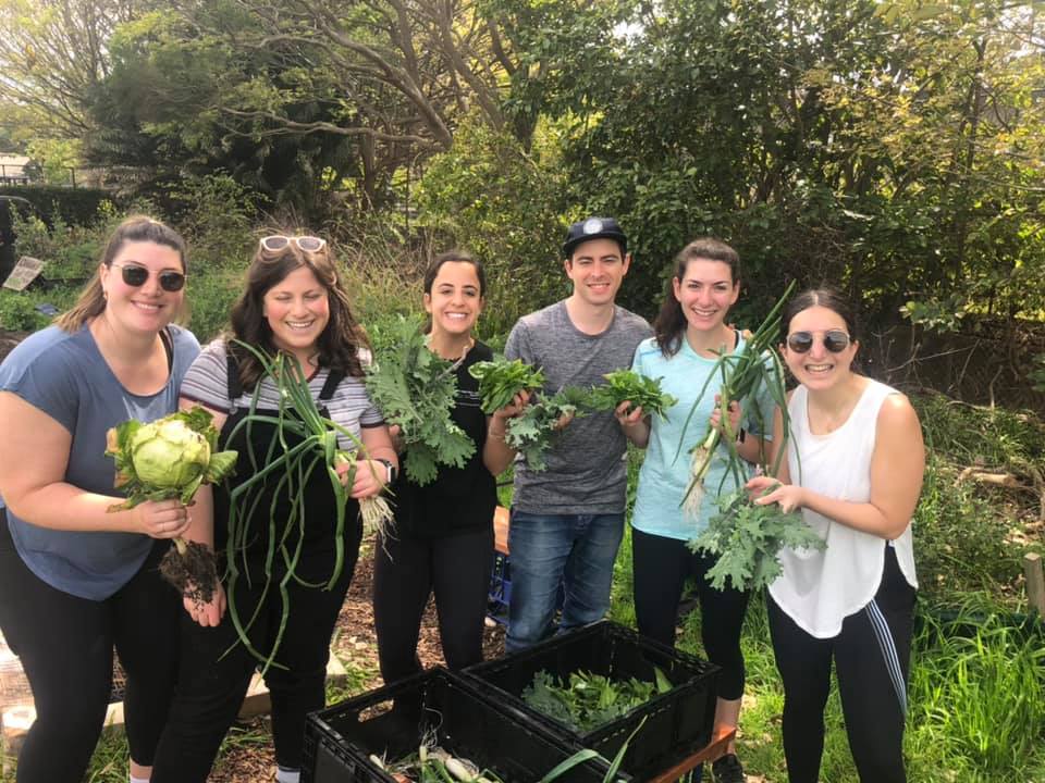 Group harvesting at Adamama